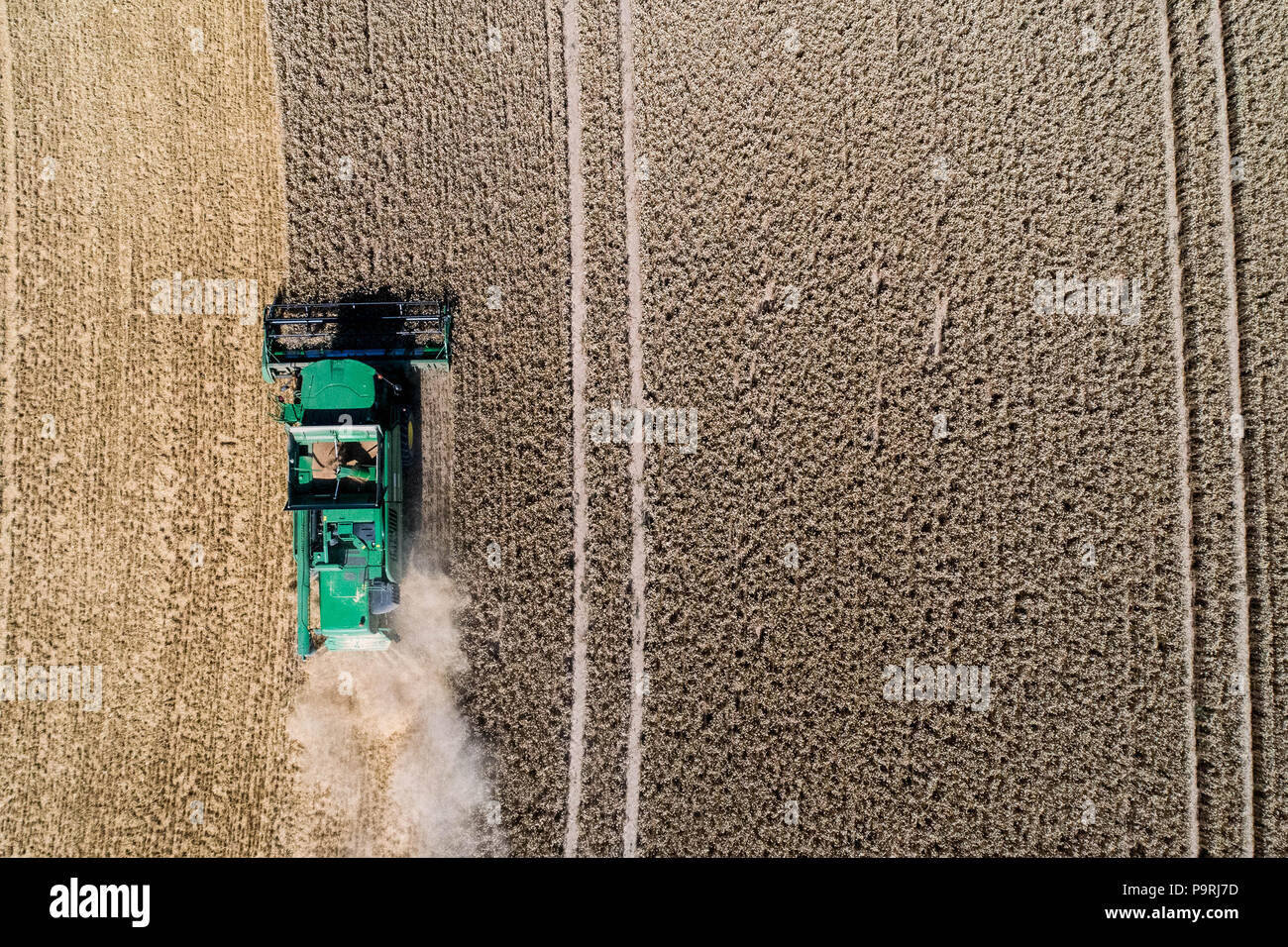 Aerial view on the combine harvester working on the large wheat field ...