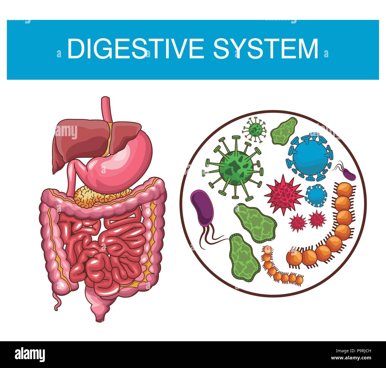 Digestive System Cut Out Stock Images & Pictures - Alamy