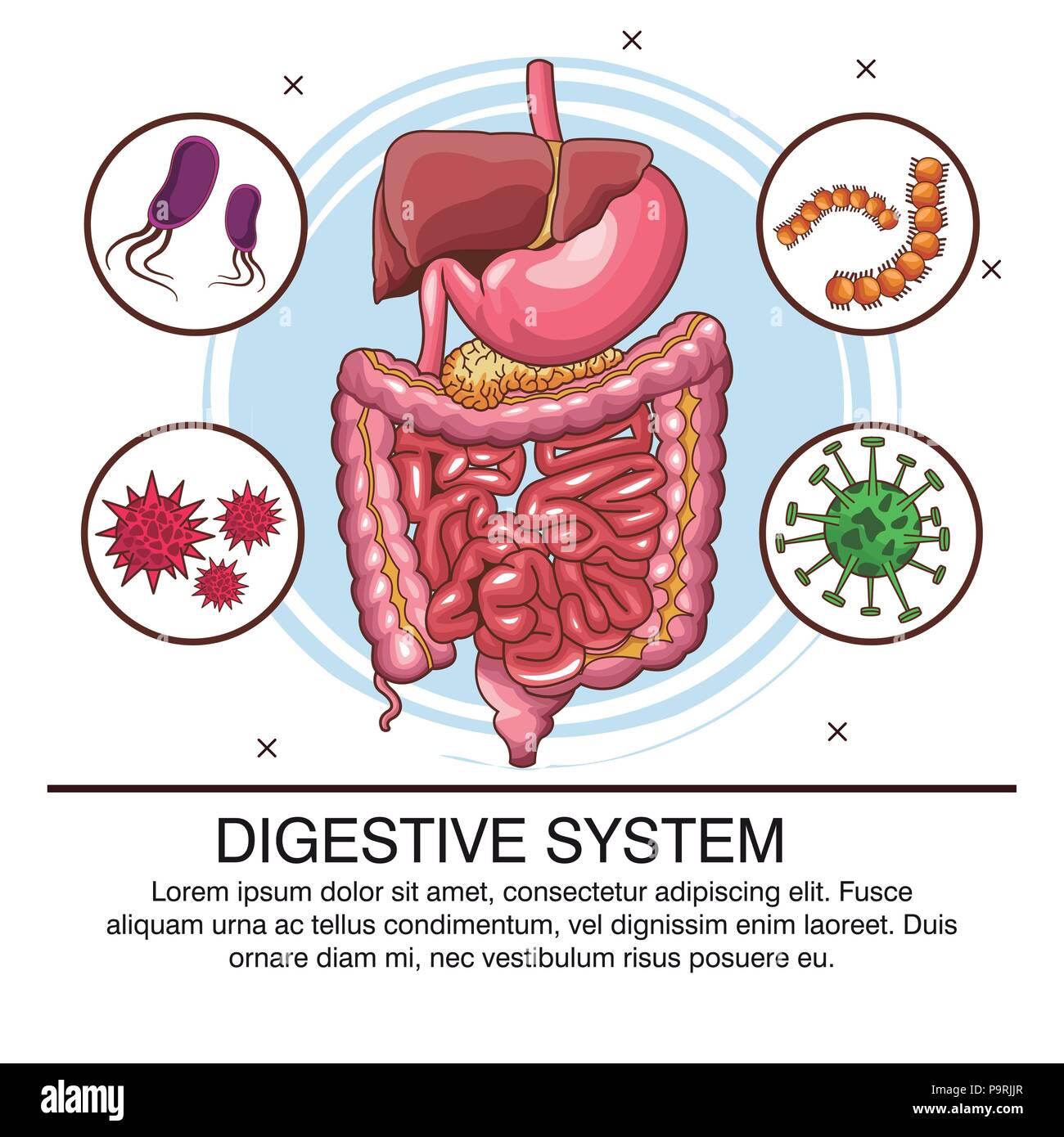 Digestive system infographic with information vector illustration ...