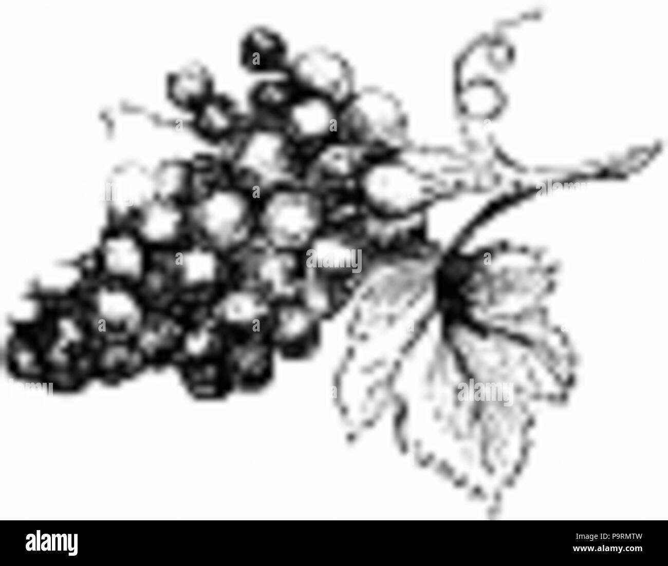 257 Bunch of Grapes Stock Photo Alamy