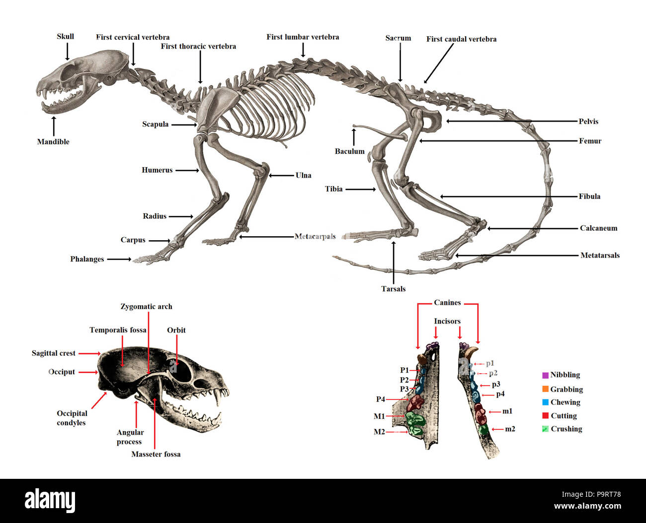 282 Carnivoran skeletal, cranial and dental anatomy (EN Stock Photo - Alamy