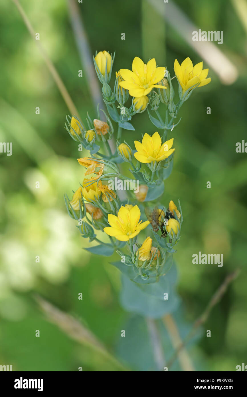 Blackstonia perfoliata (Yellow wort) Stock Photo