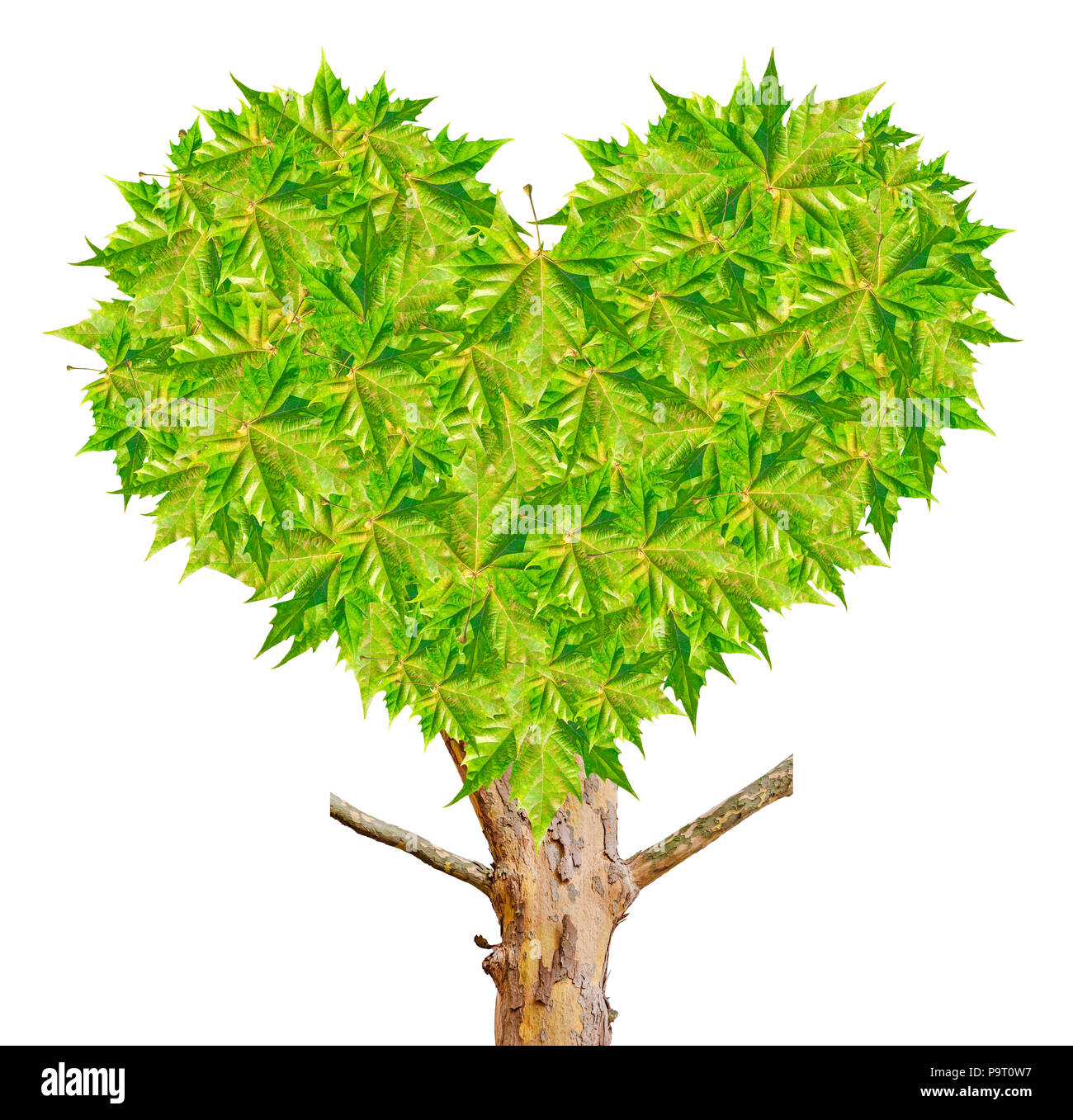Heart symbol in leaves isolated on white Stock Photo - Alamy