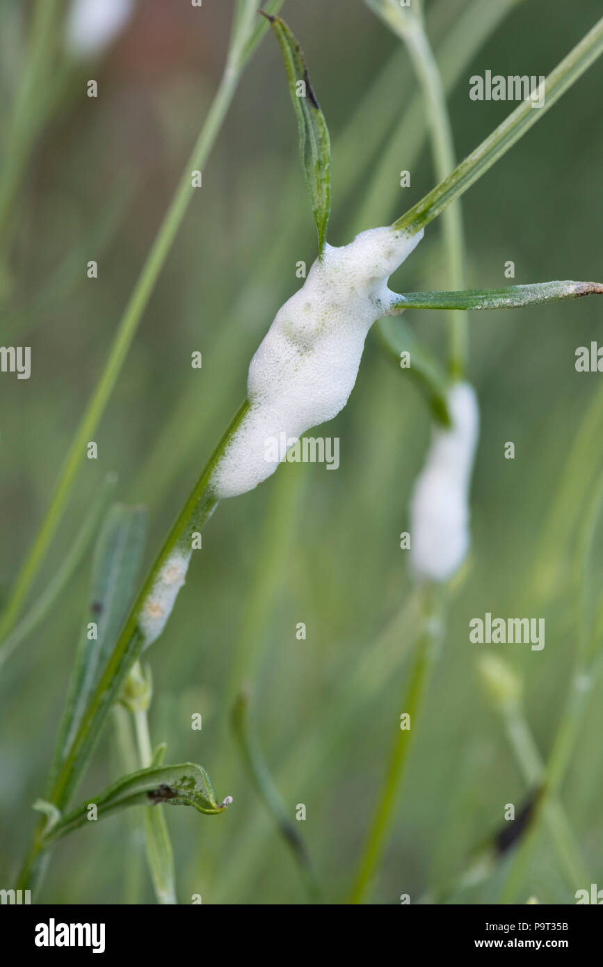 Cuckoo spit from green or meadow froghopper, Philaenus spumarius, on lavender stems, Berkshire, June Stock Photo
