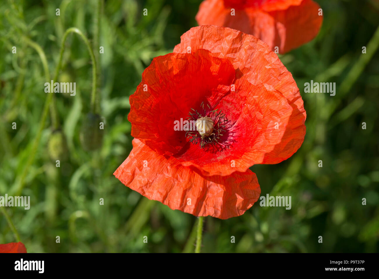 Scarlet red flowers of long-headed poppy, Papaver dubium, in summer, Berkshire, June Stock Photo