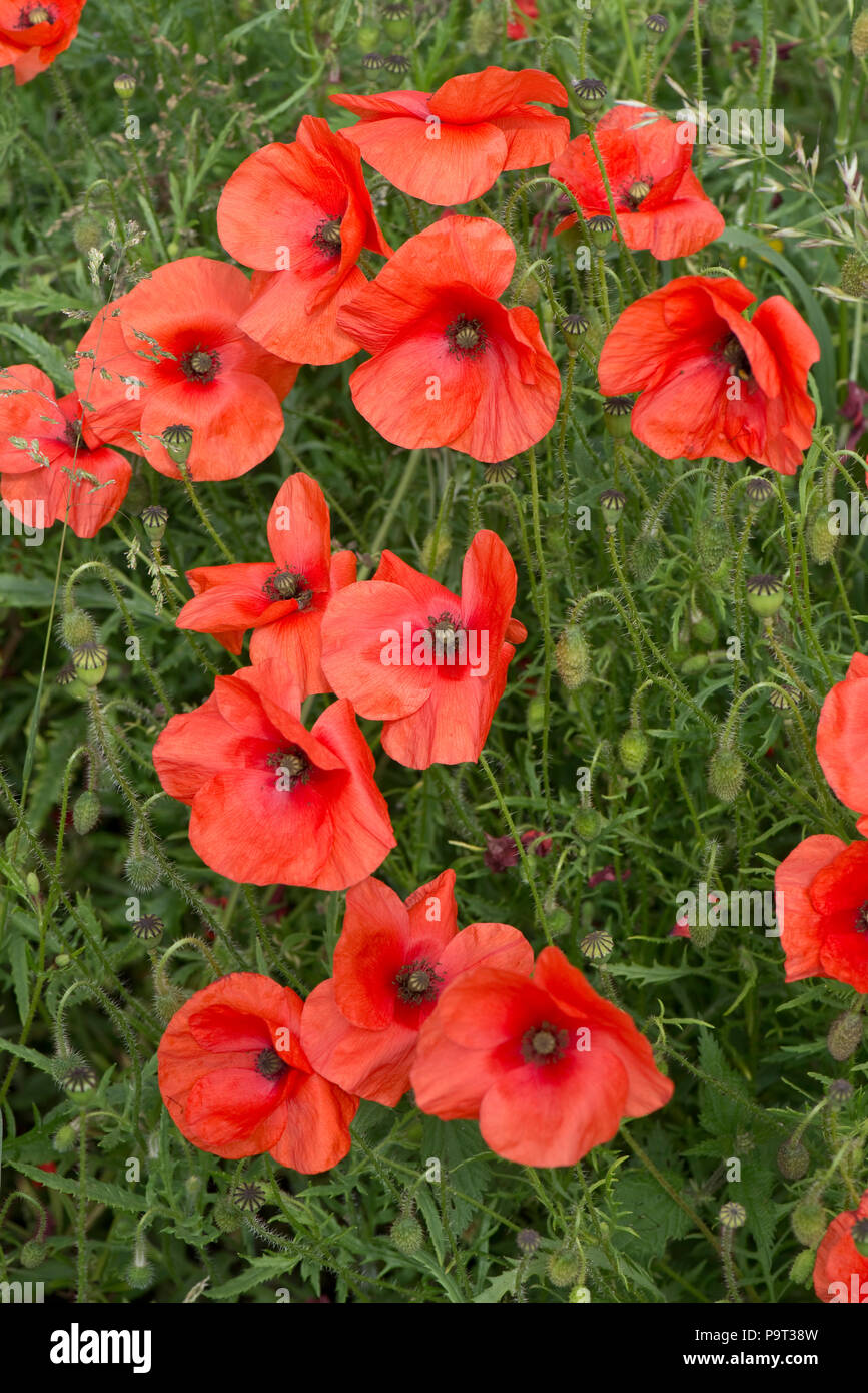 Scarlet red flowers of long-headed poppy, Papaver dubium, in summer, Berkshire, June Stock Photo