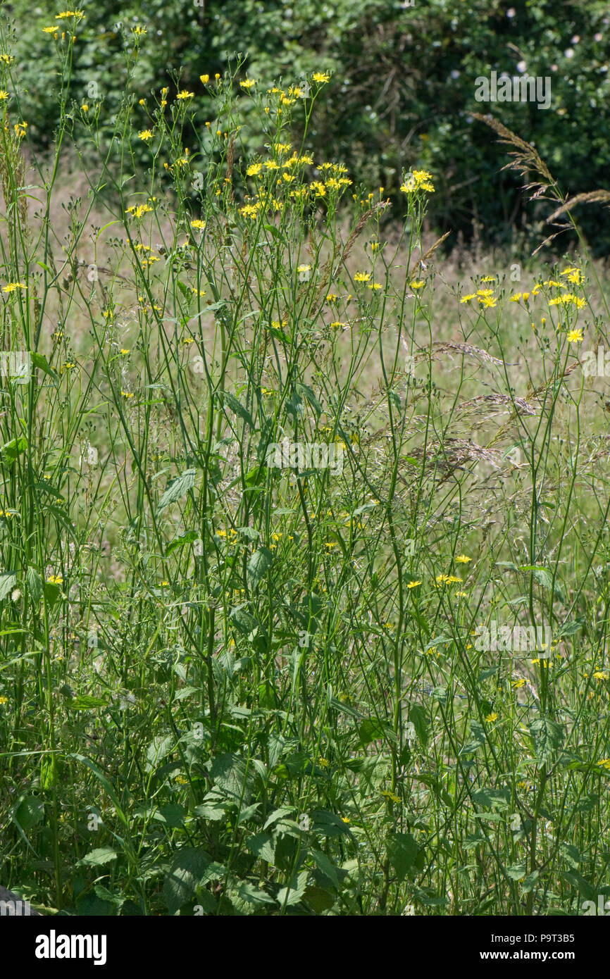 Common nipplewoirt, Lapsana communis, flowering on waste ground in summer, Berkshire, June Stock Photo