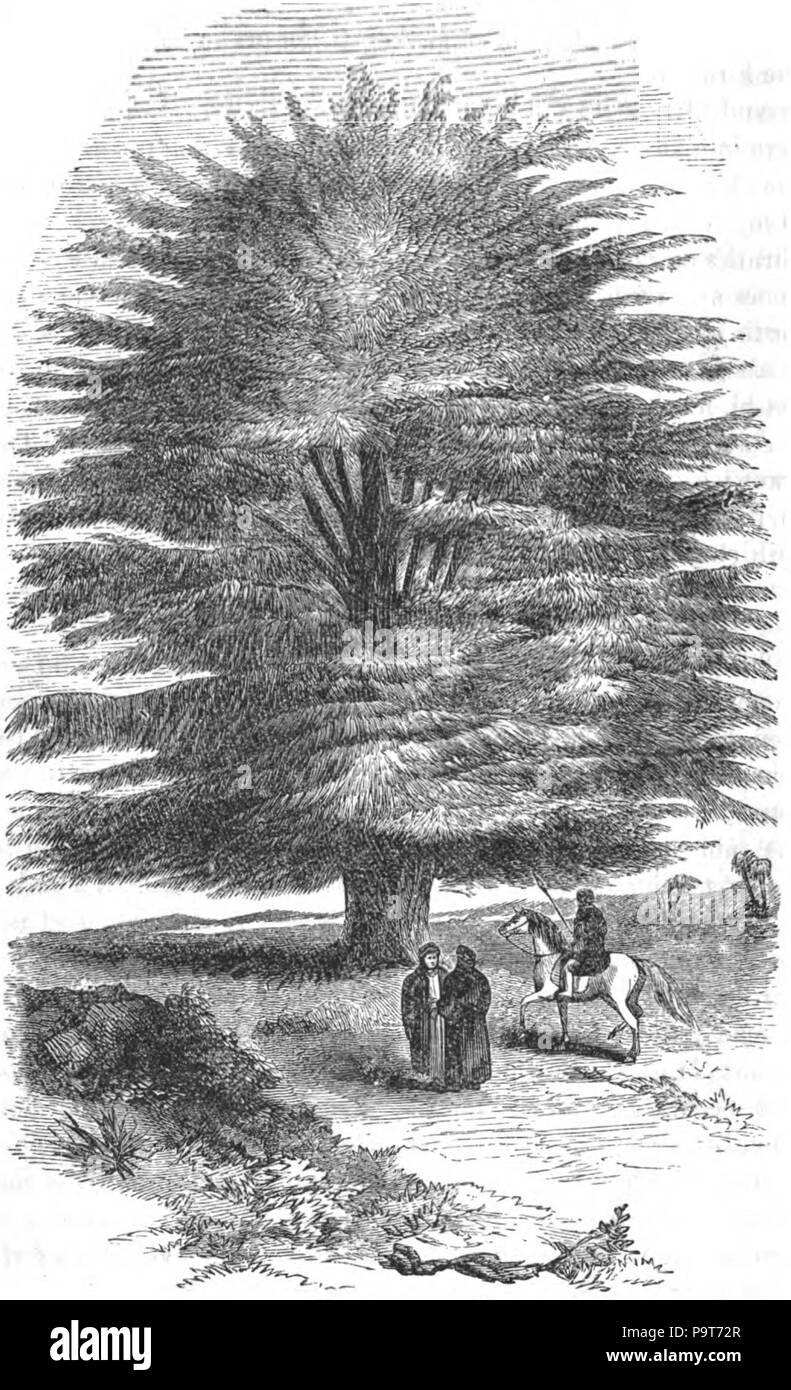 Cedar of lebanon Black and White Stock Photos & Images - Alamy