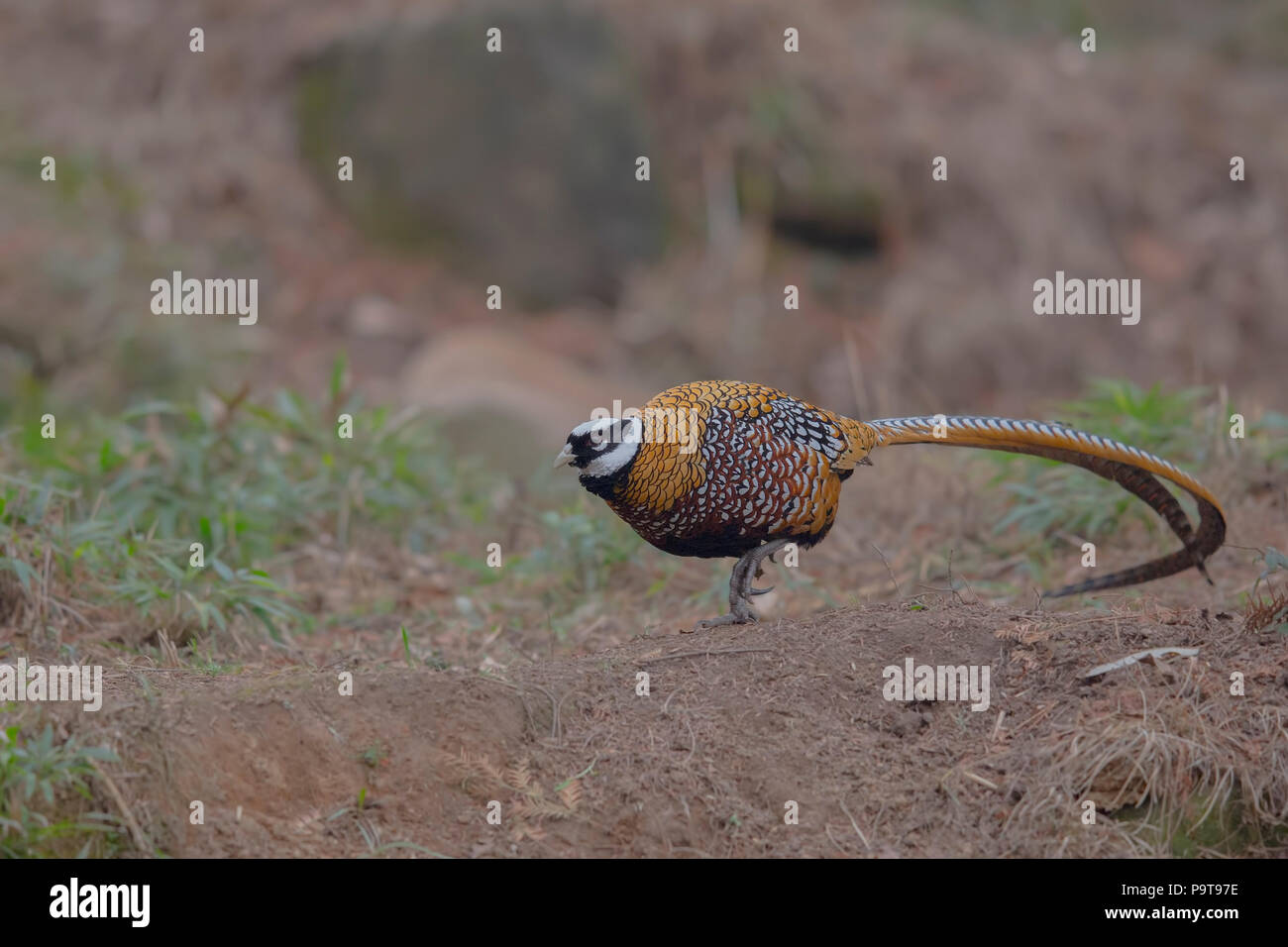 The Majestic male Reeves's Pheasant from Henan, China Stock Photo