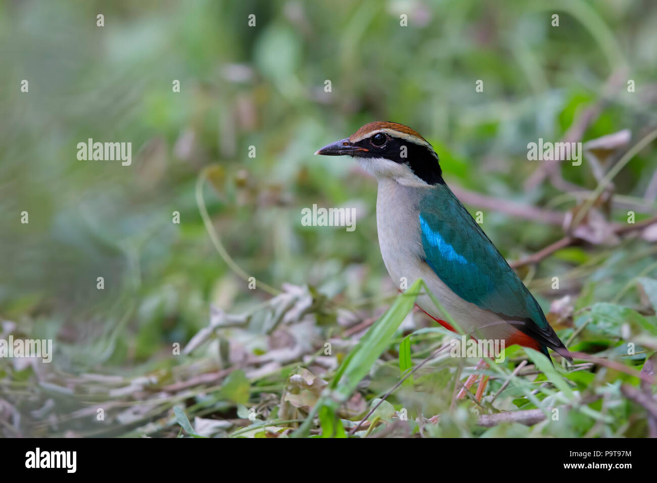 The migrating Fairy pitta on a stop over in Shanghai, China Stock Photo