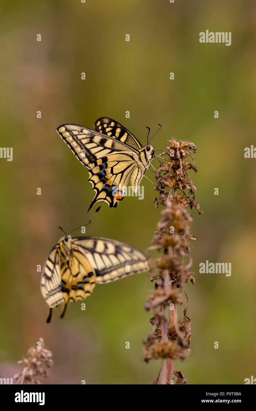 Old World Swallowtail butterflies from the Jiangxi Province of China Stock Photo
