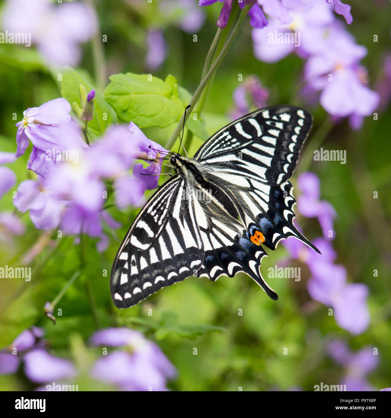 Feeding Frenzy - Asian Swallowtail butterfly is busy feeding after Thunderstorms at XiaoYangshan Island Stock Photo