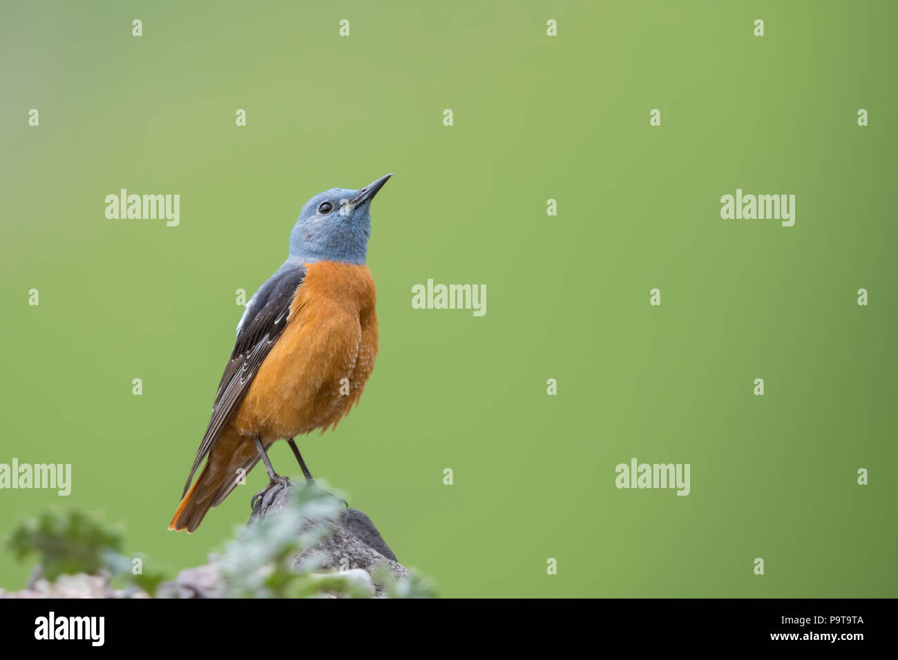 'Deep in thoughts' - Common Rock Thrush rom Xinjiang province of China Stock Photo