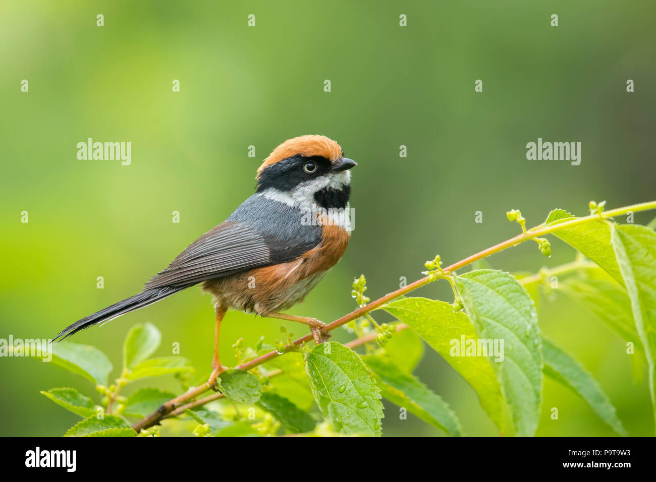 The speedster of Forest - Black-throatet Tit Stock Photo