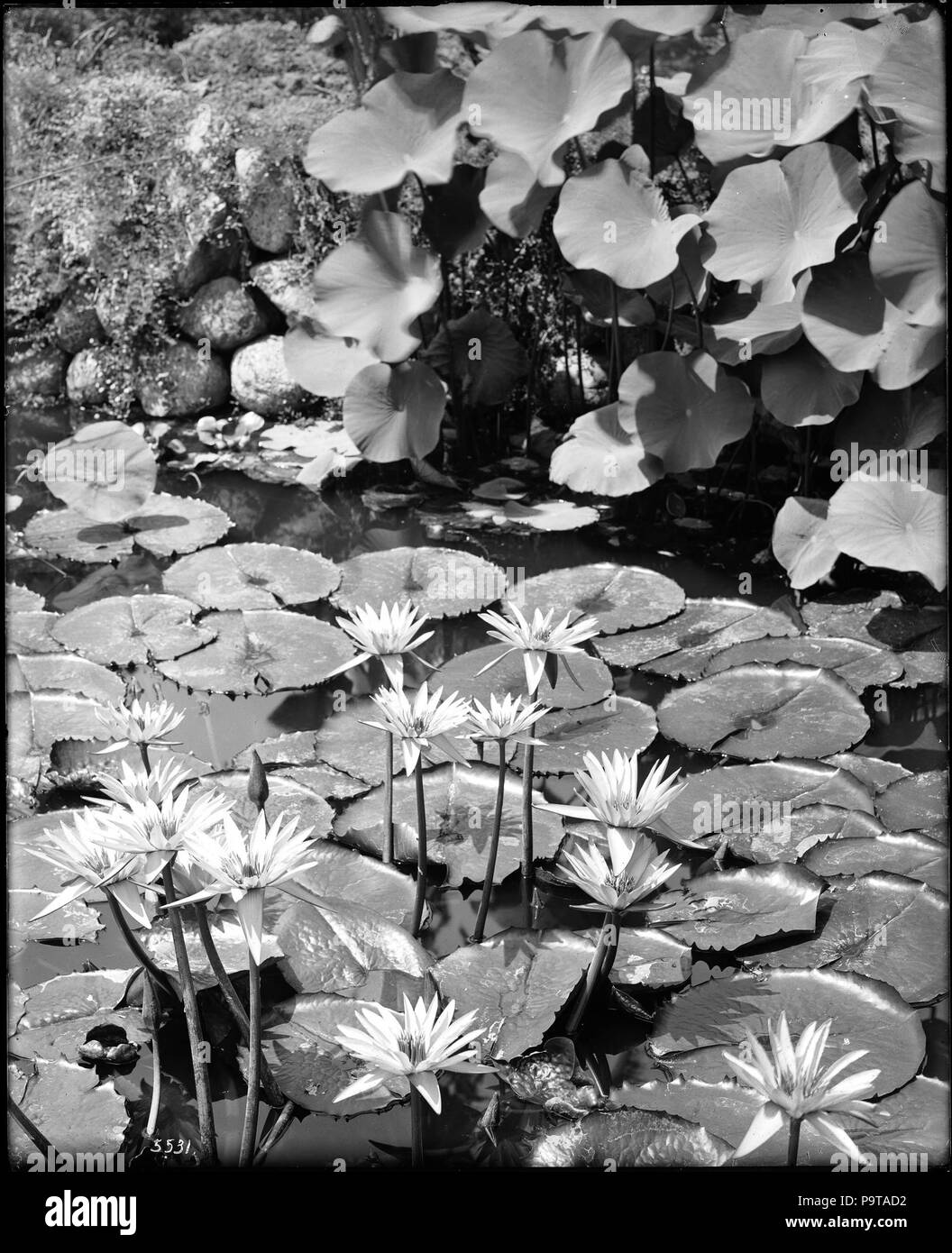 . English: Close-up view of a water lily pond on the grounds of The Huntington, San Marino, ca.1920 Photograph of a close-up view of a water lily pond on the grounds of The Huntington, San Marino, ca.1920. The sun, reflecting off the water lily pads in the pond, gives the water lily pads a shiny look. Its veins and imperfections are magnified due to the sun's effect. Above the surface of the water juts the water lily flowers, which casts a shadow on the pads below it. Reflections of other plants growing within and above the pond are visible in the water.; 'The Huntington is an oasis of art and Stock Photo