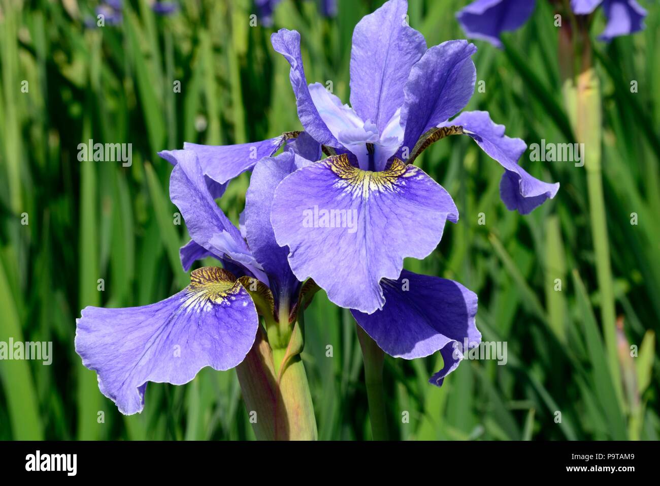 Iris Sibirica Ego Siberian iris ego bloom flower head Stock Photo