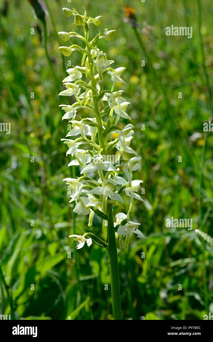 Greater Butterfly orchid Platanthera Chlorantha flower growing Stock Photo