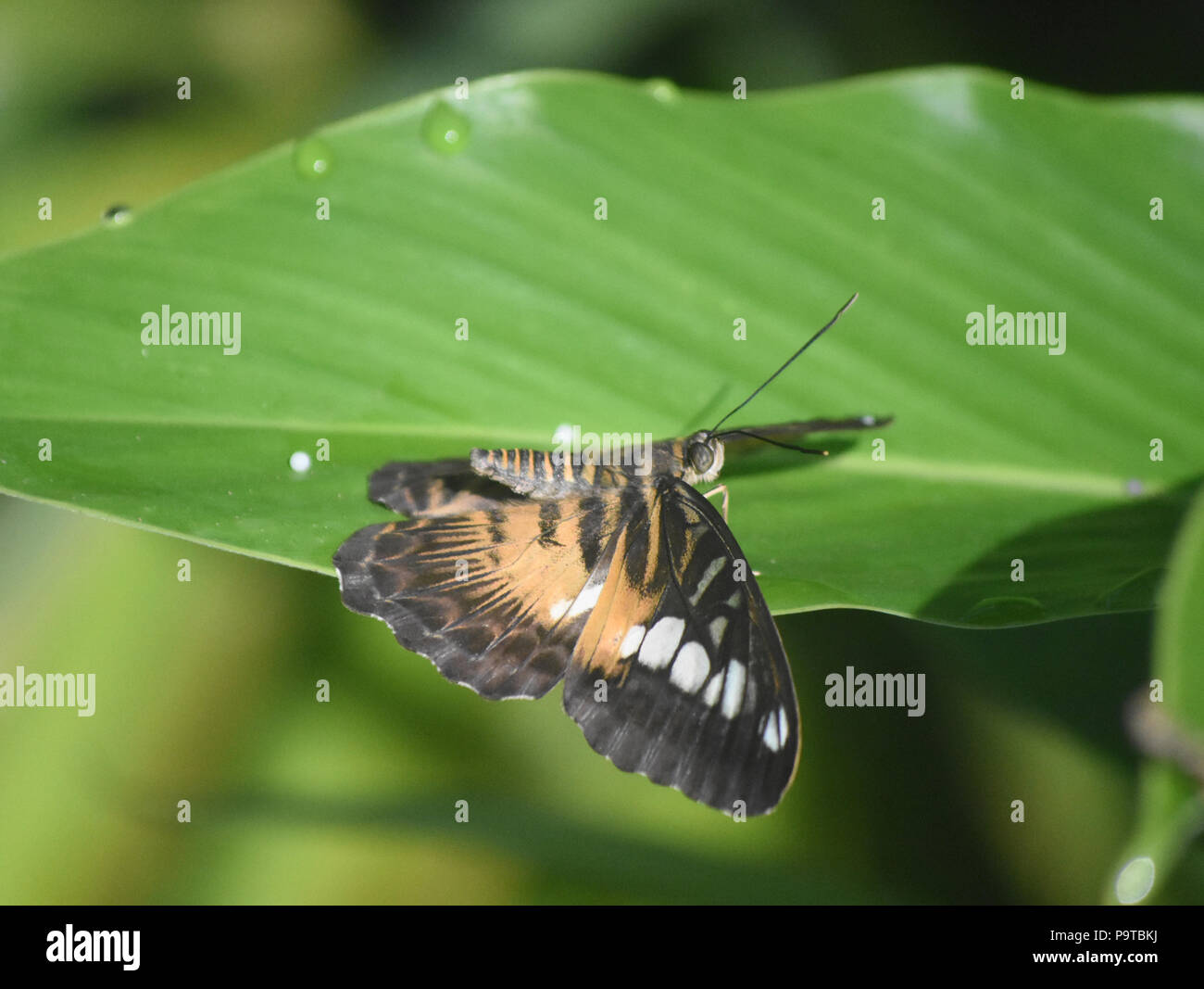 Dipped wings on a beautiful brown clipper butterfly Stock Photo Alamy