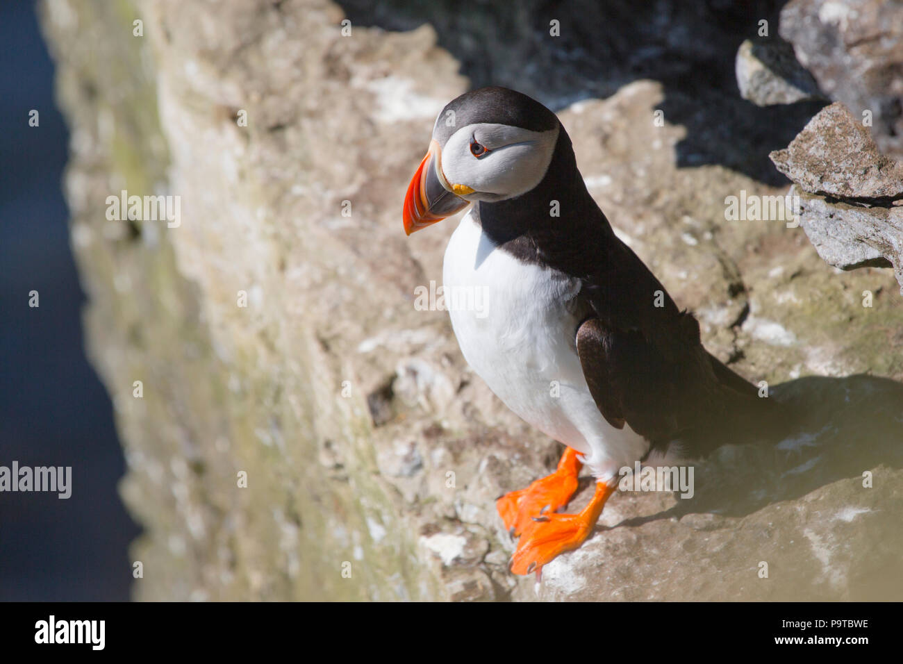 Svalbard, Bear Island aka Bjørnøya. Pair of Atlantic puffins. Stock Photo