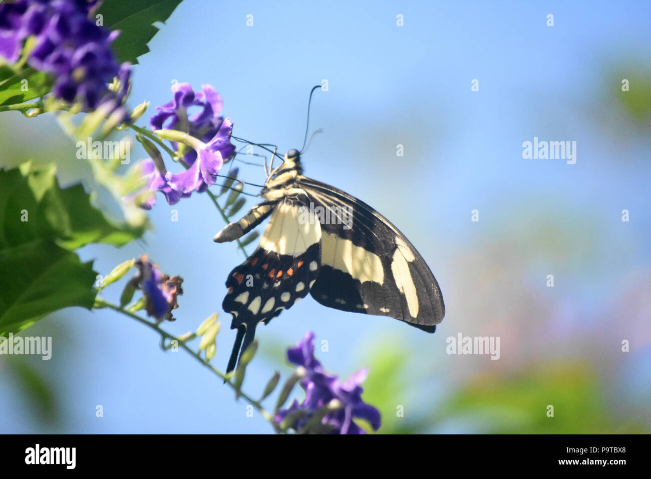 Very pretty yellow and black swallowtail butterfly on flowers. Stock Photo