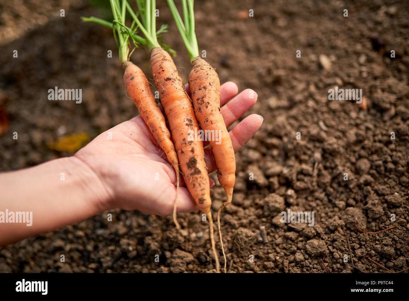 Woman hands holding bunch of freshly picked carrots from the garden Stock Photo