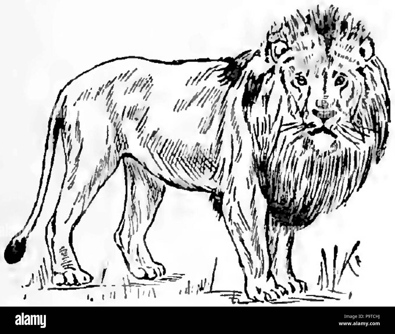 Drawing of a lion . published 1921 336 Collier's Lion Stock Photo - Alamy