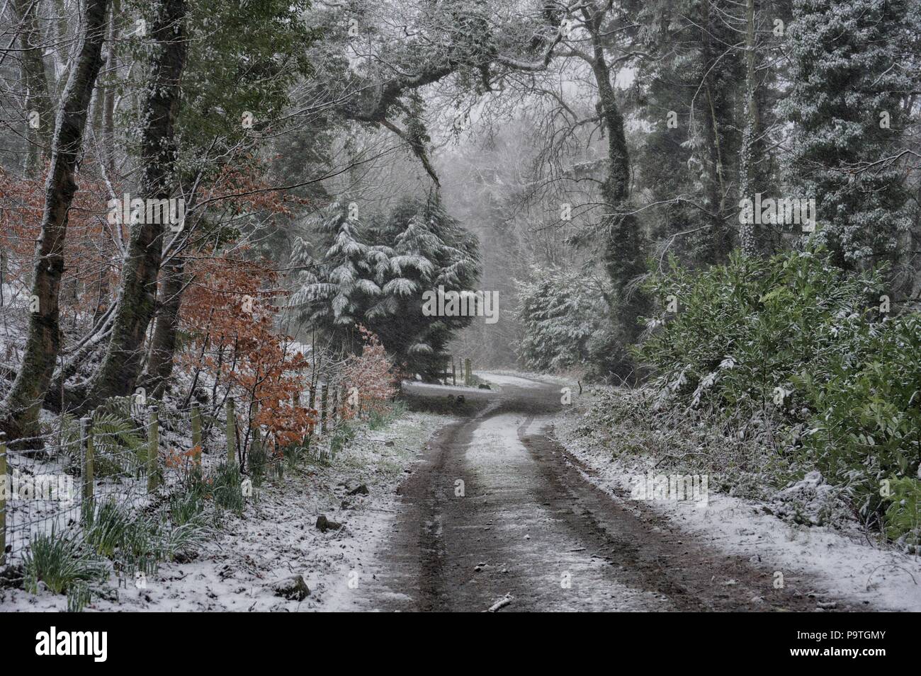 Snow and Woods at Dunragit, Scotland Stock Photo
