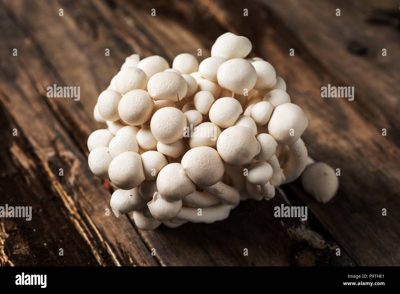 closeup of a bunch of raw japanese bunapishimeji mushrooms, also known