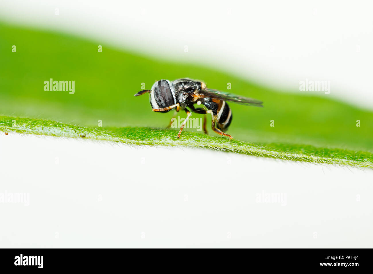 Cute bee mimic hoverfly (flower/syrphid fly) on green grass leaf Stock Photo