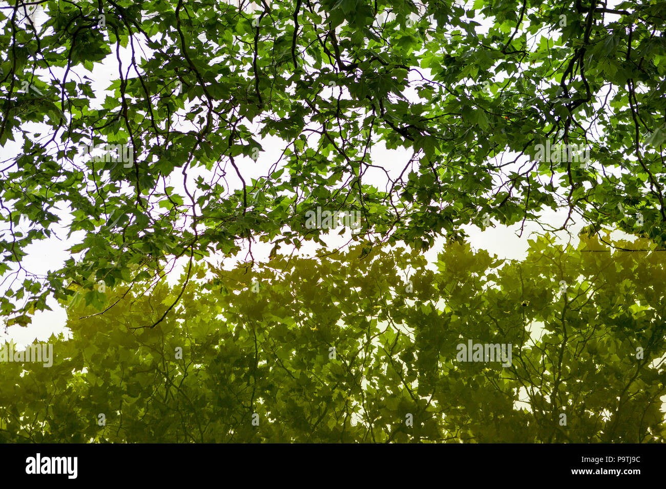 Leaves are reflected in the water Stock Photo