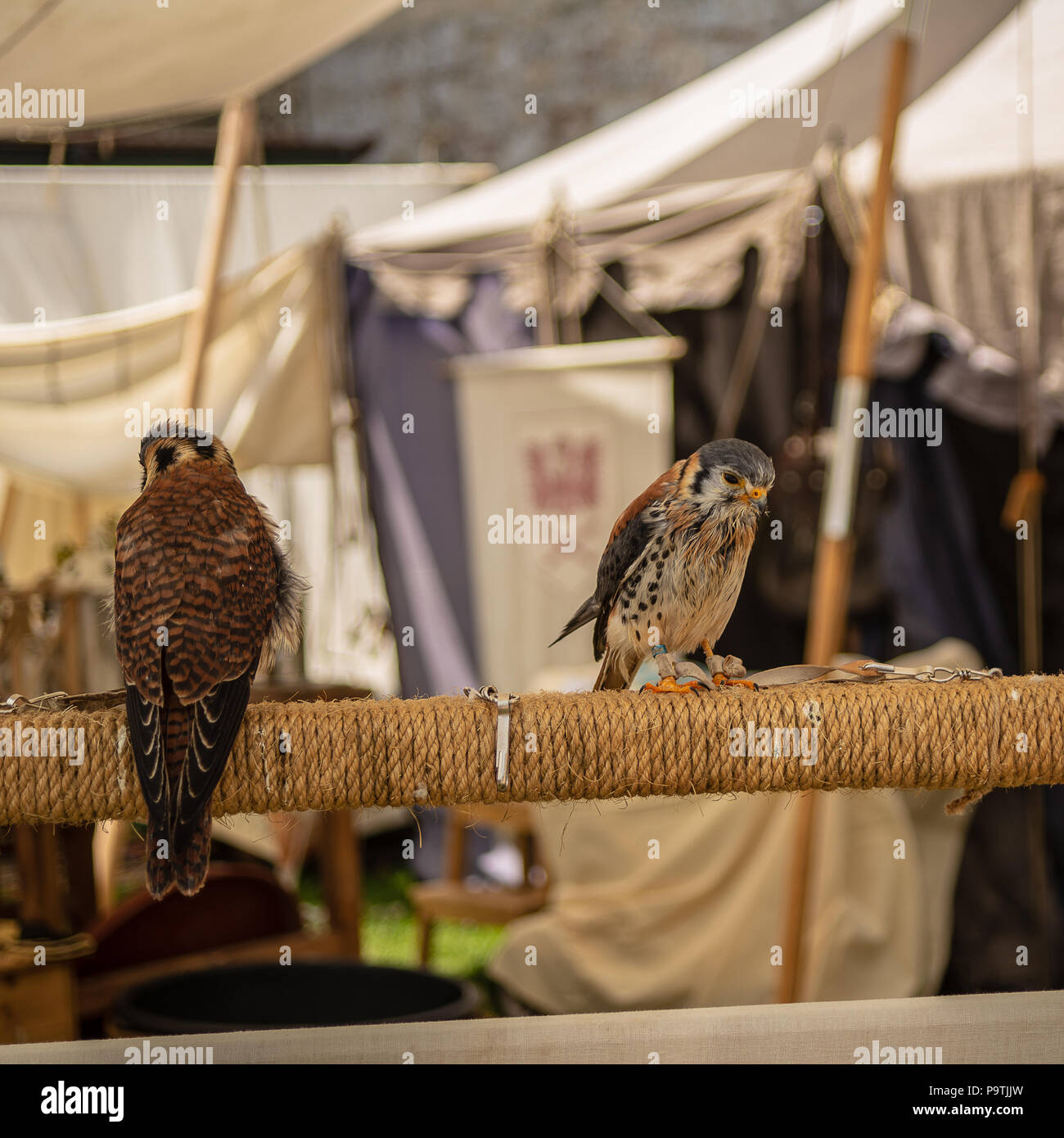 Close up of two european kestrels standing on a perch Stock Photo