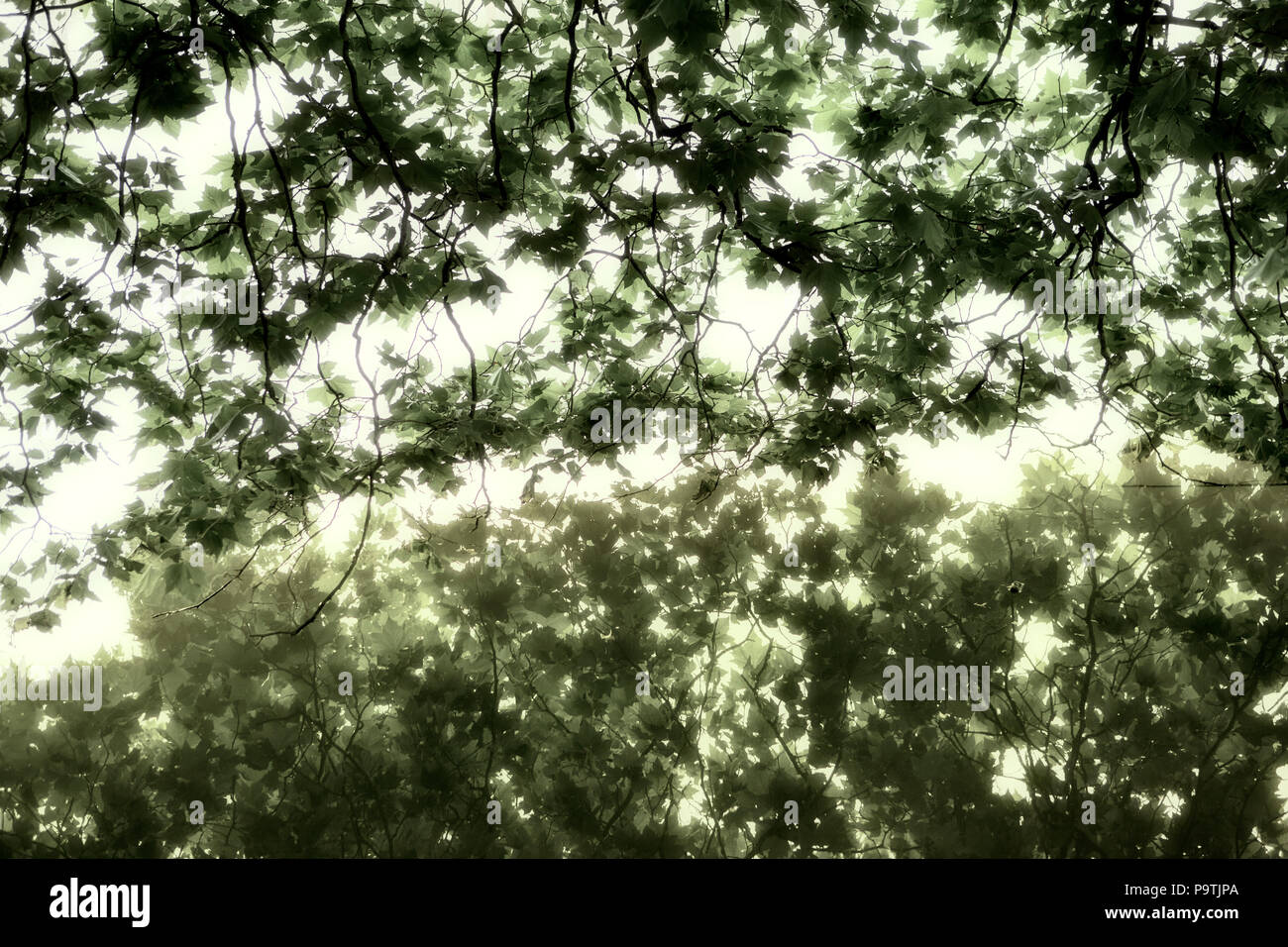 Leaves are reflected in the water Stock Photo