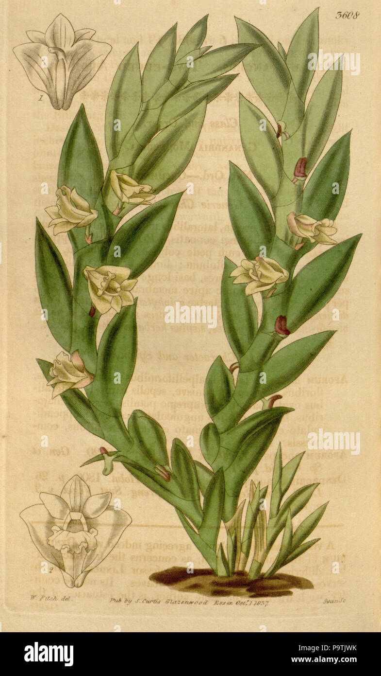 384 Dendrobium anceps (as Aporum anceps) - Curtis' 64 (N.S. 11) pl. 3608 (1837) Stock Photo