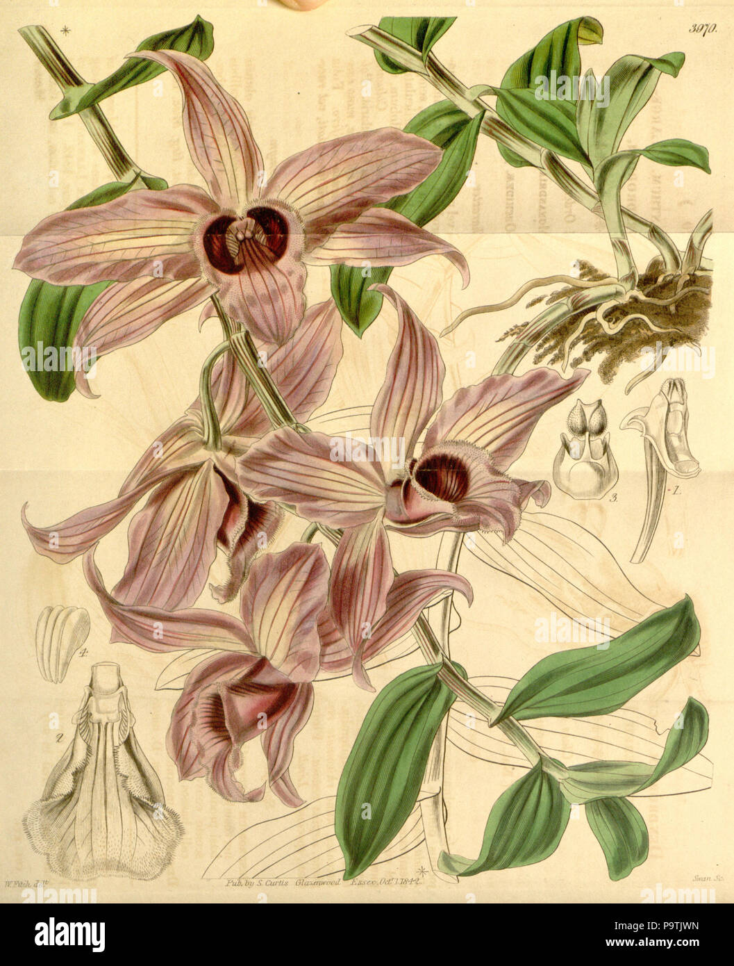 384 Dendrobium anosmum (as Dendrobium macranthum) - Curtis' 69 (N.S. 16) pl. 3970 (1843) Stock Photo