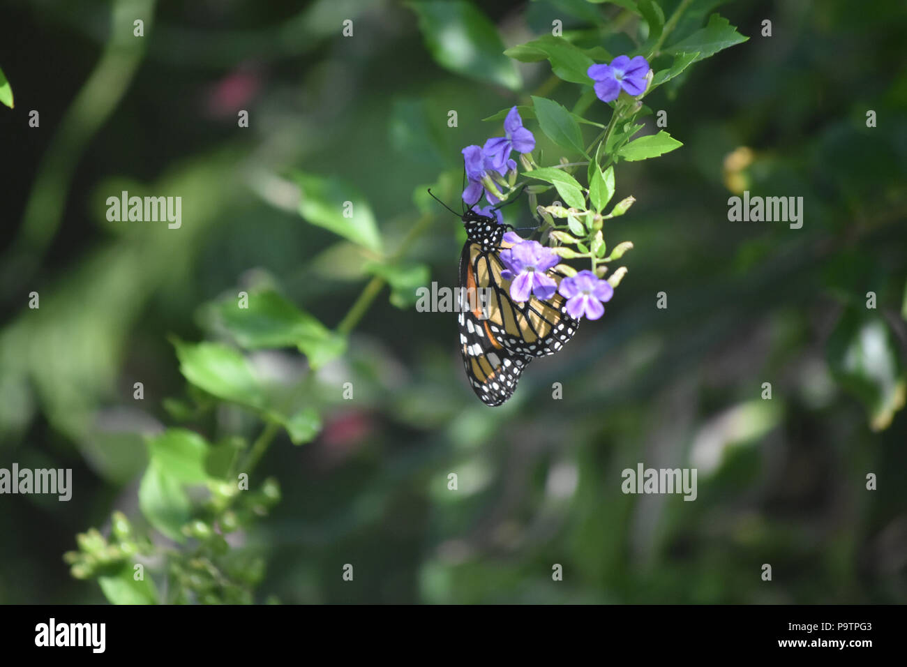 Pretty monarch butterfly sitting on a light purple flower Stock Photo ...