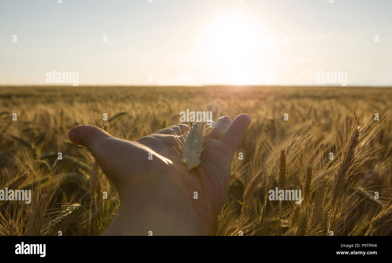 Wheat ears in the hands. Harvest concept. Wheat ears in man's hands. Stock Photo