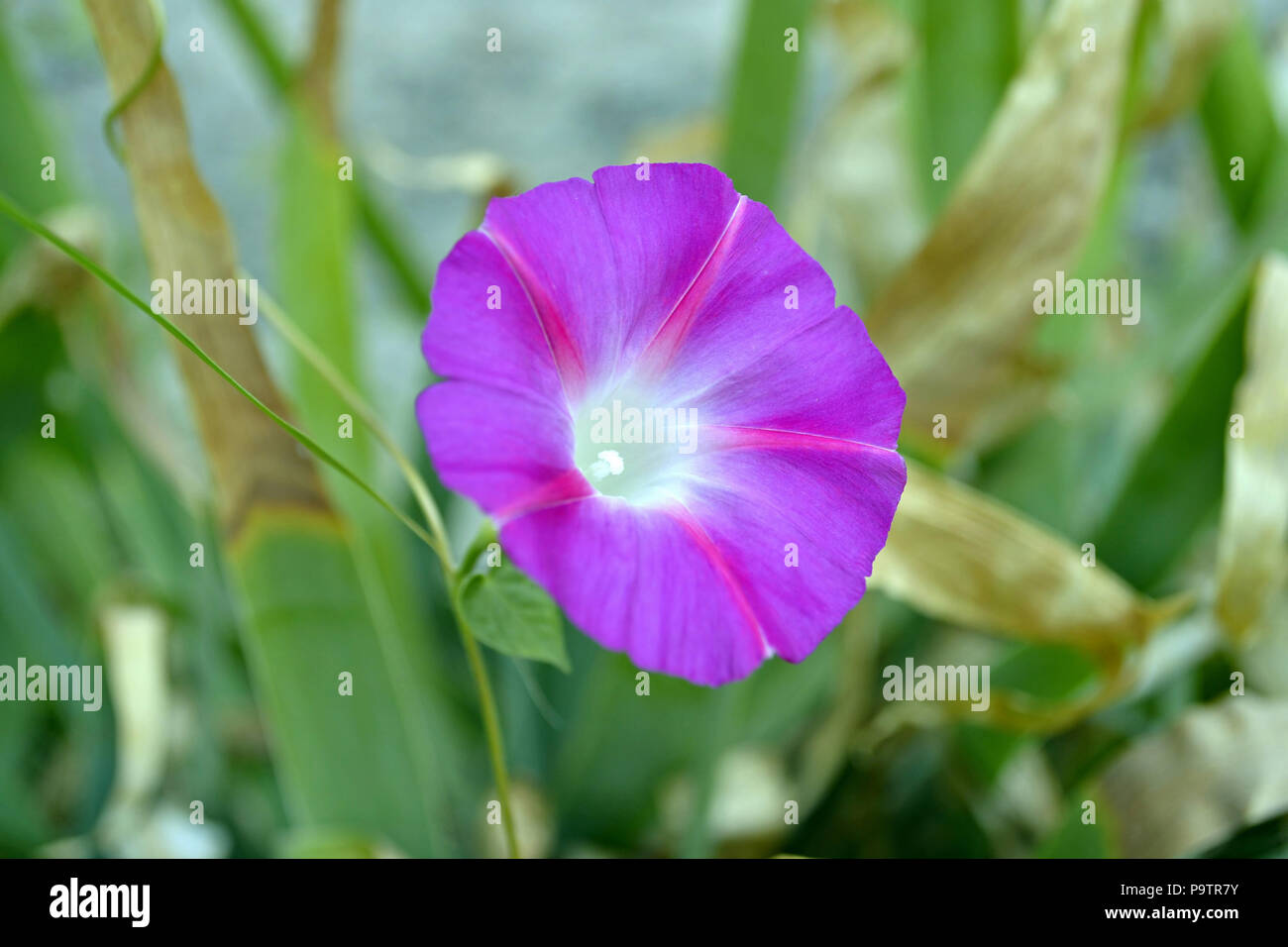 Field Bindweed Weed High Resolution Stock Photography and Images - Alamy