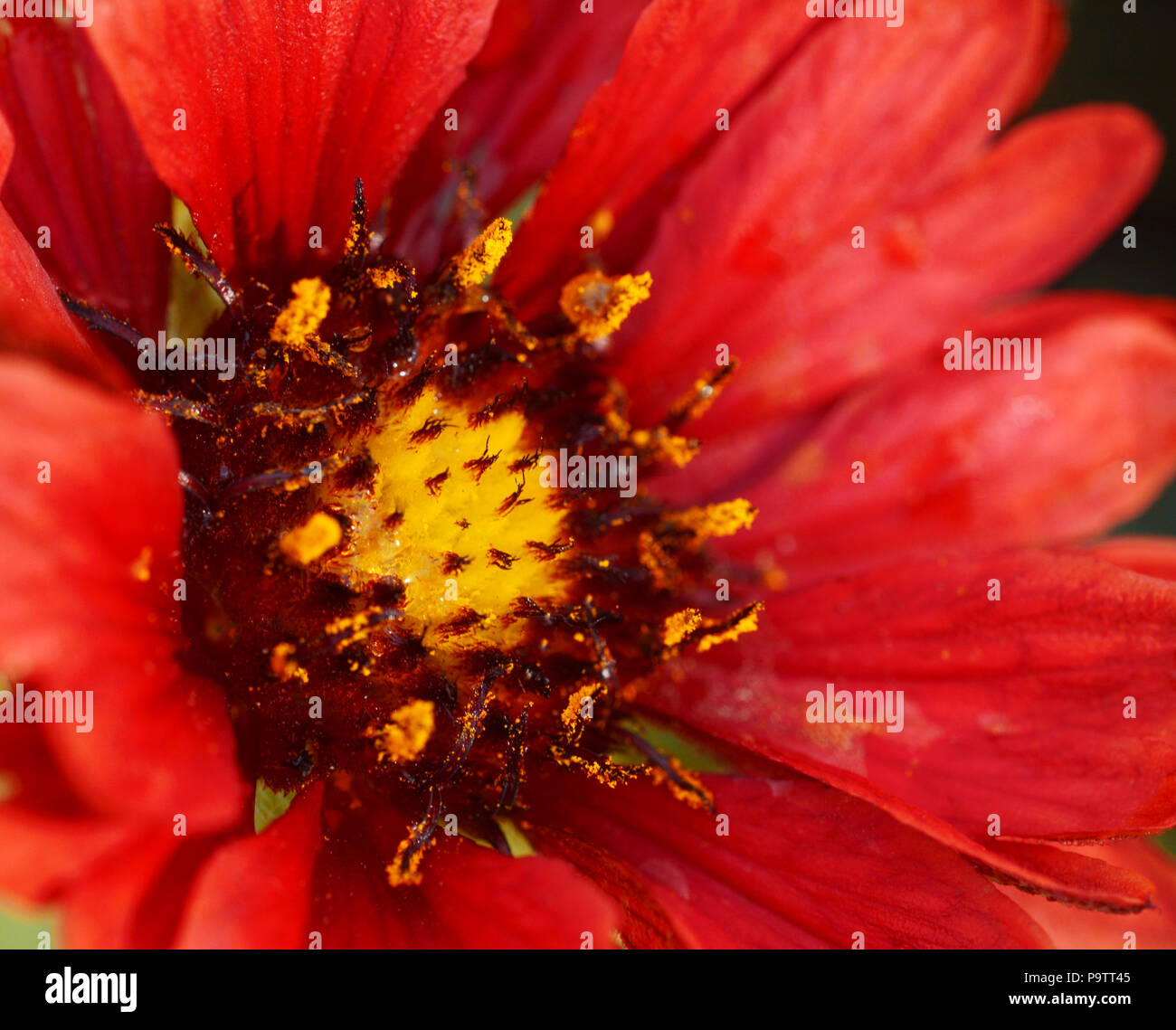 Macro of red gaillardia bloom, also known as blanket flower Stock Photo