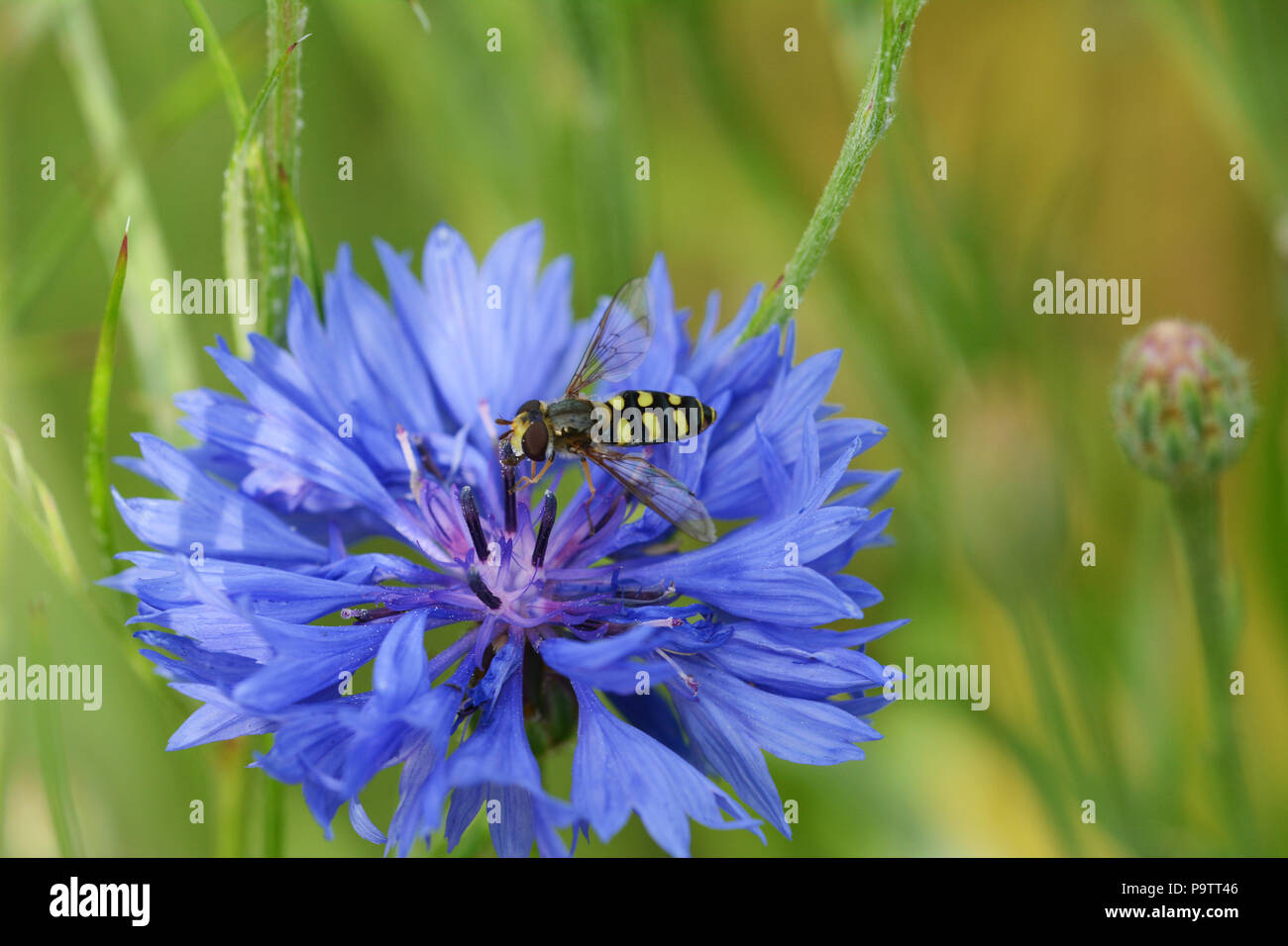 Hoverfly lands on a blue cornflower bloom in a garden Stock Photo