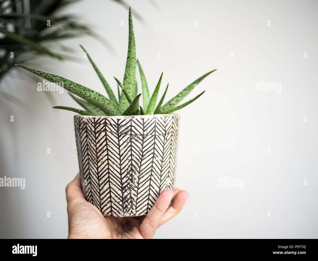 Hand holding a haworthia succulent in a striped pot against a white wall Stock Photo