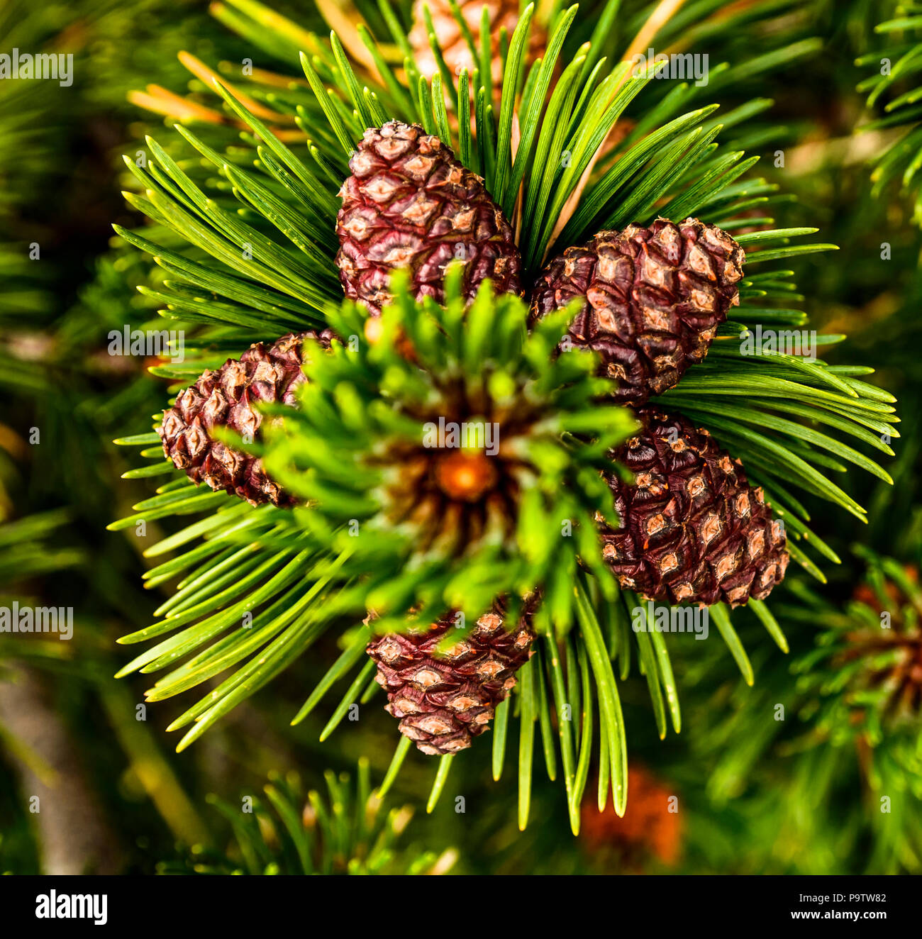 Polish mountains Stock Photo