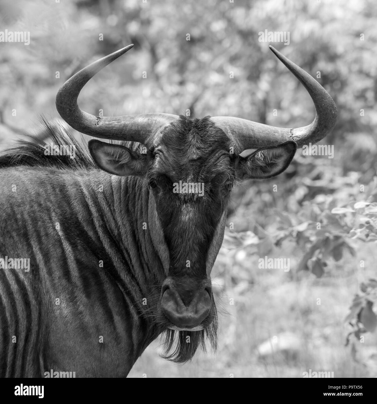 A blue wildebeest (Connochaetes taurinus) in the south African bush Stock Photo