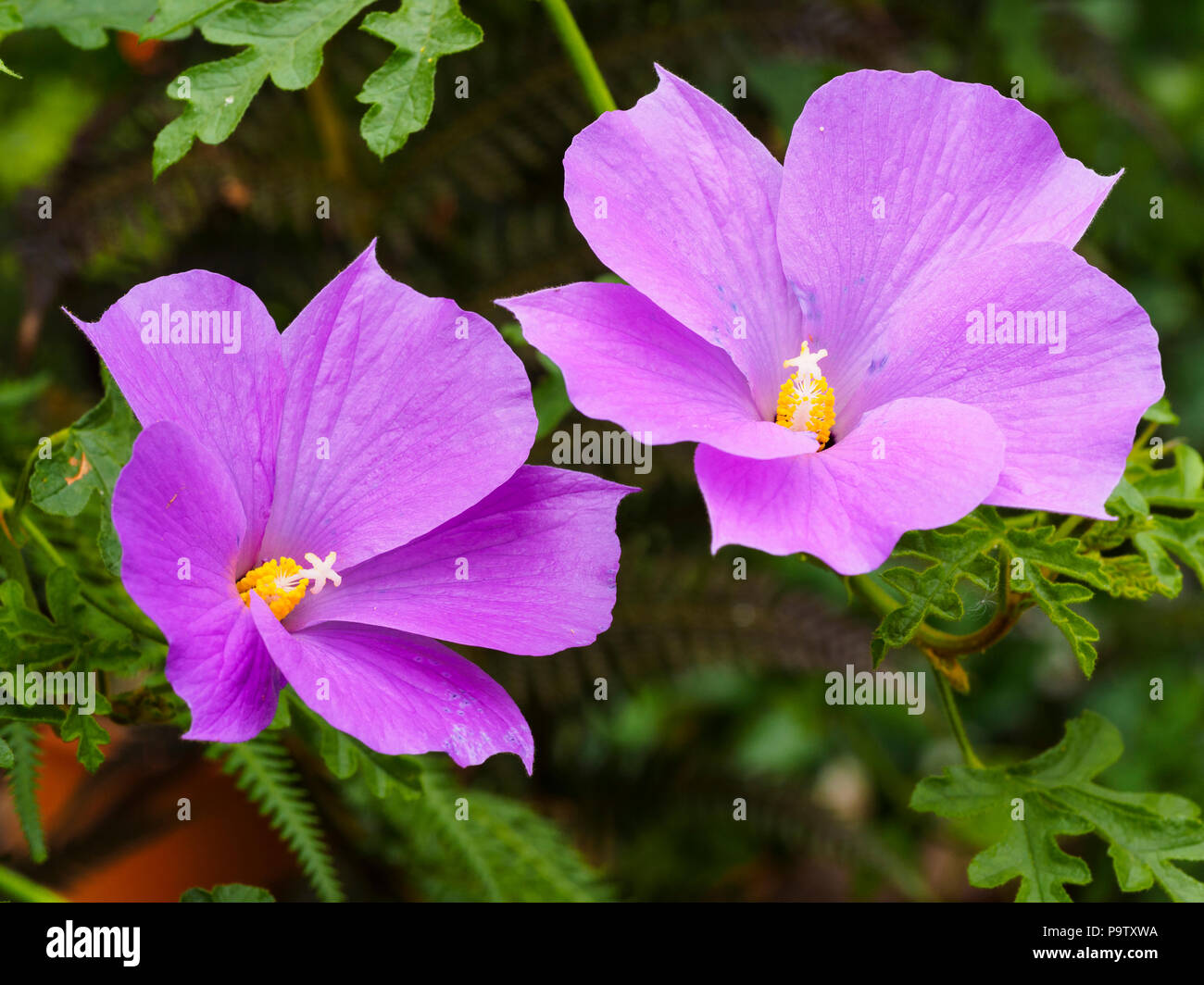 Lilac Blue Flowers Of The Australian Evergreen Blue Hibiscus Shrub Alyogyne Huegelii Santa Cruz Stock Photo Alamy