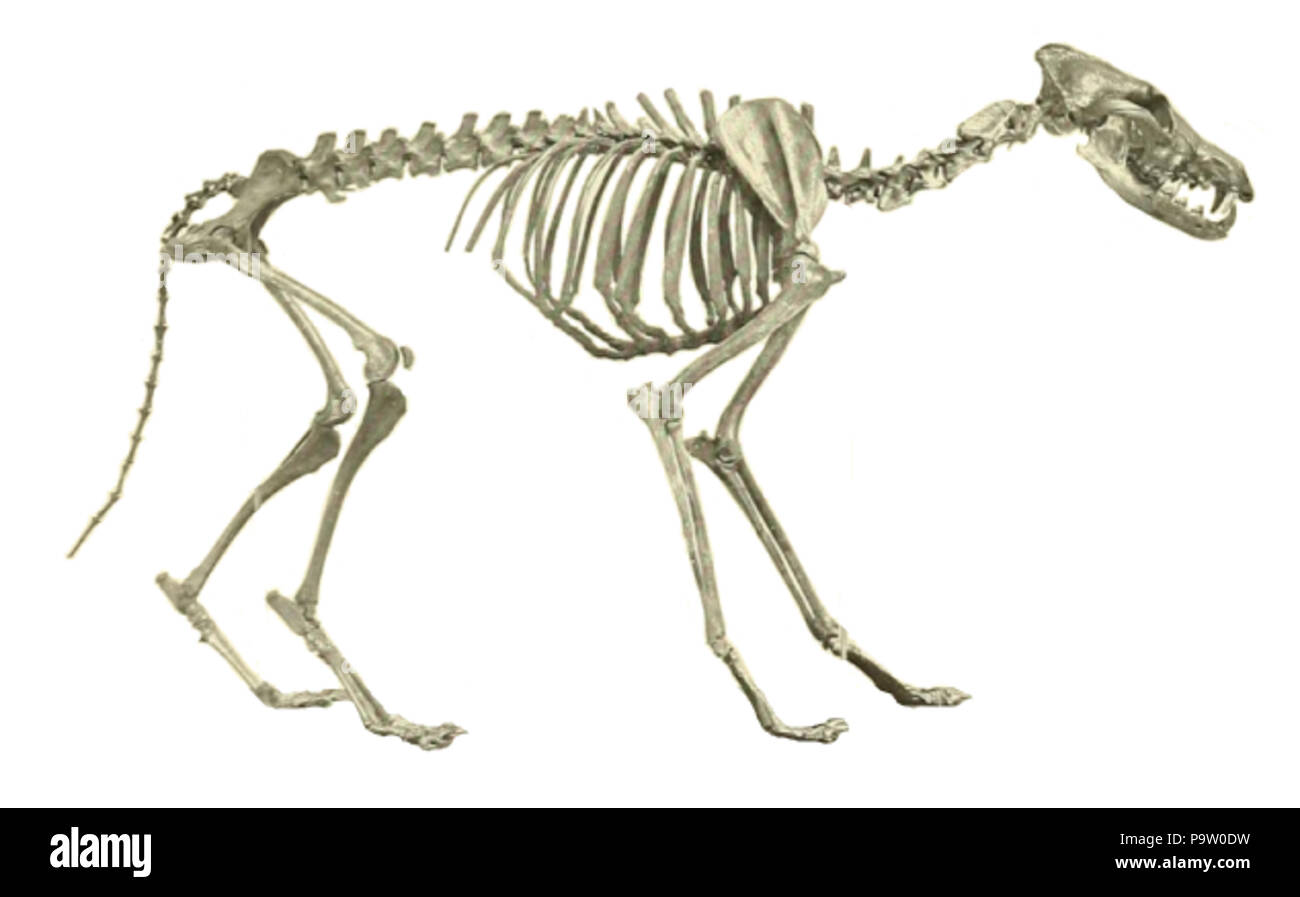 355 Coyote skeleton Stock Photo Alamy