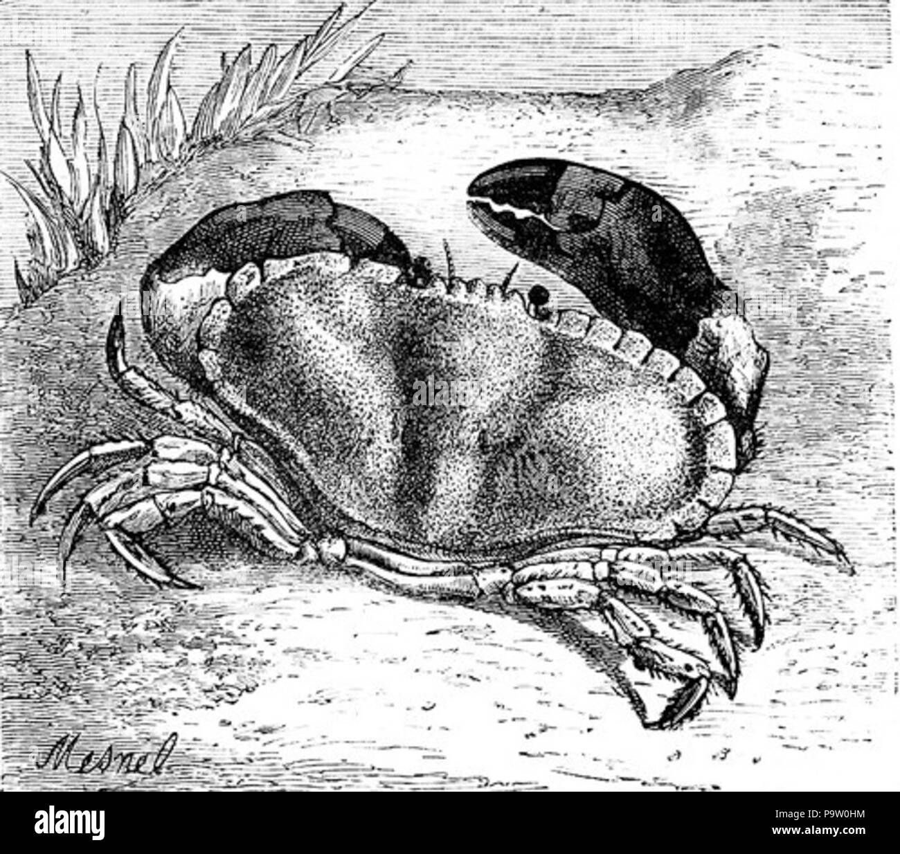 356 Crab Drawing Stock Photo Alamy