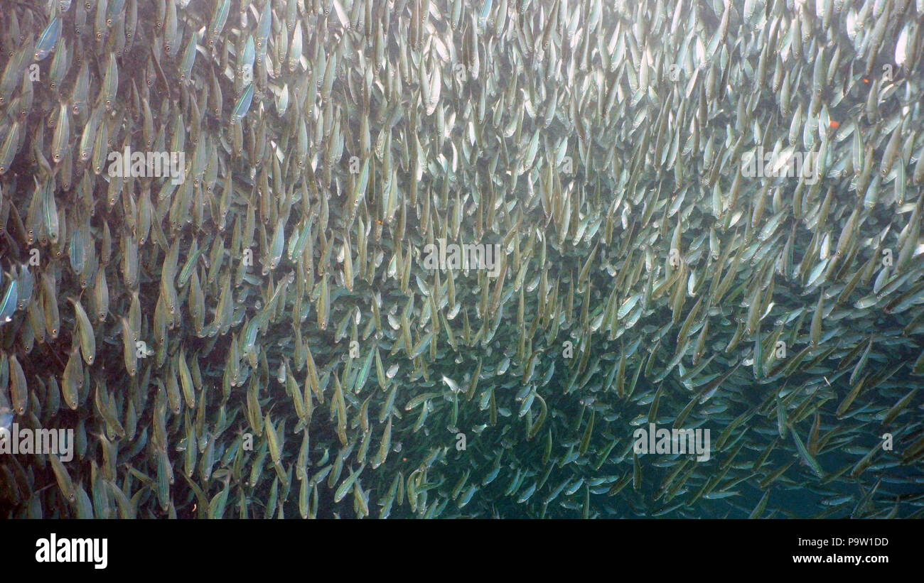 Sardines under water. Shoal sea sardines in the blue water of the ocean