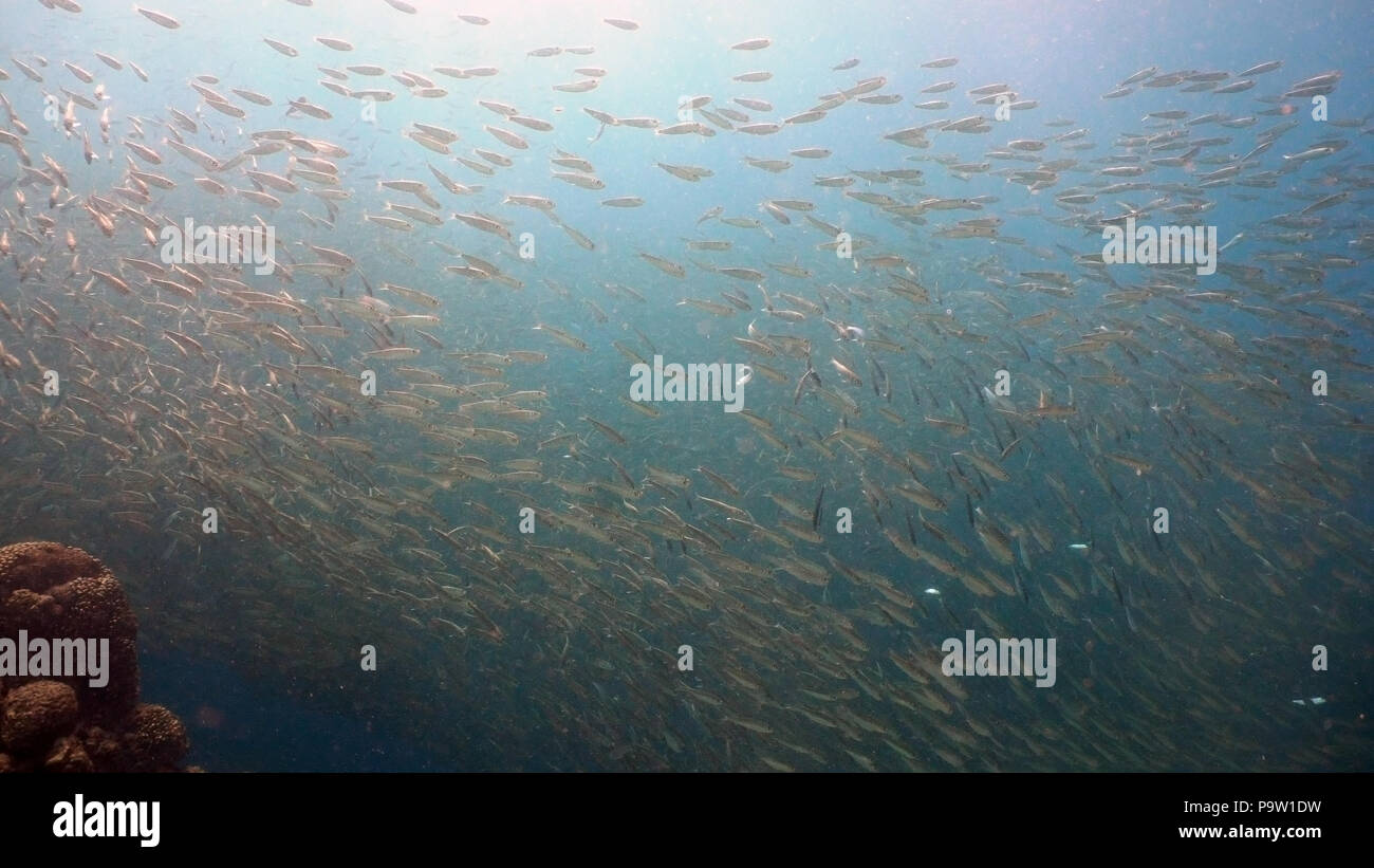 Sardines under water. Shoal sea sardines in the blue water of the ocean