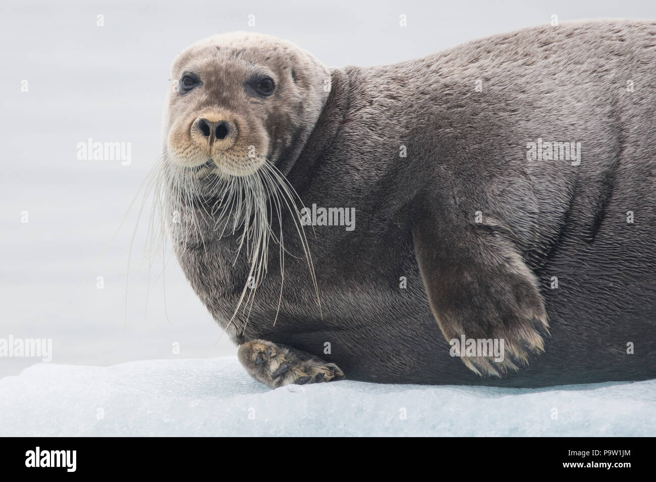 Bearded Seal (Erignathus barbatus) on an ice floe in Svalbard Stock Photo