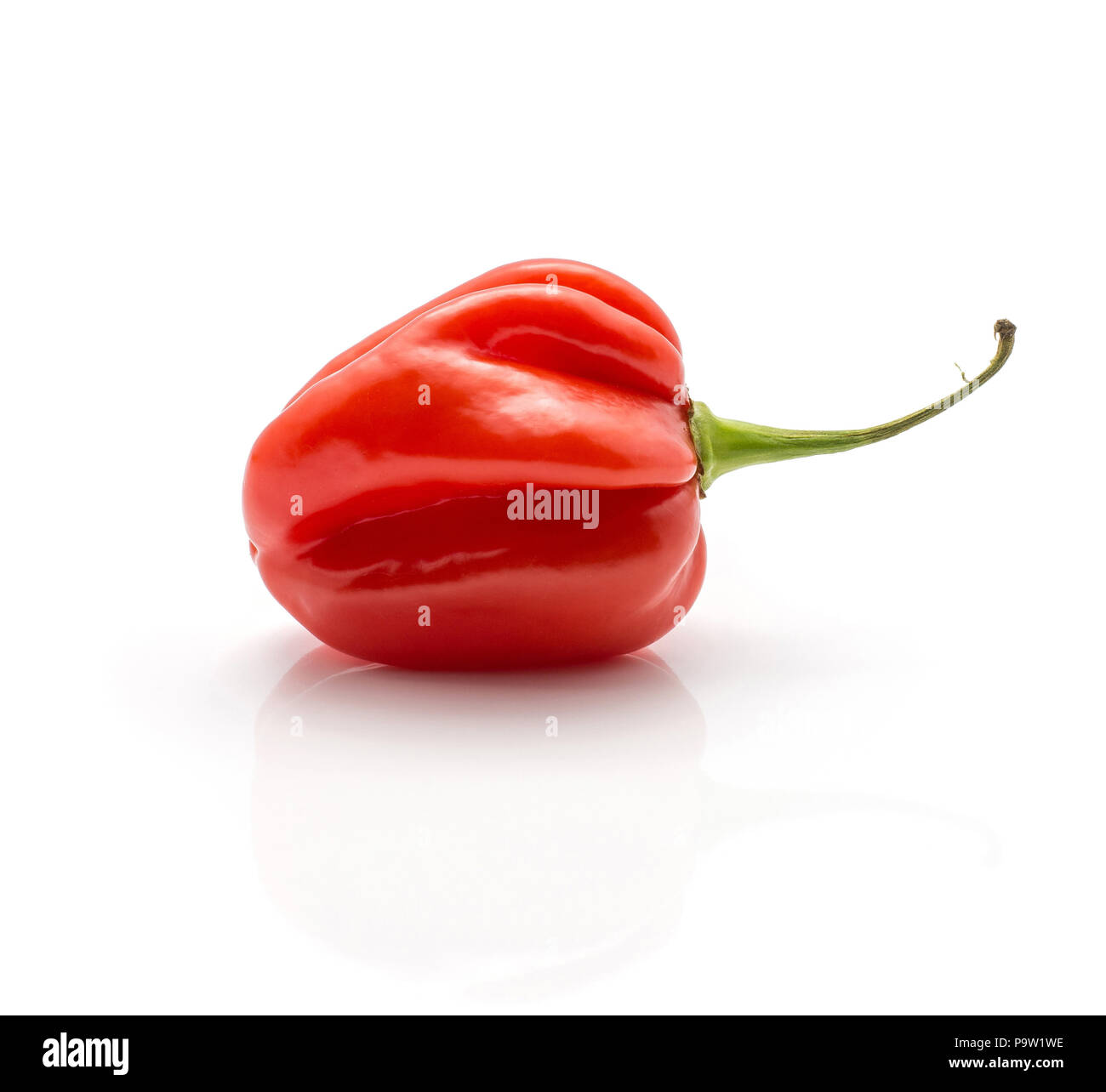 One Habanero chili red hot pepper isolated on white background Stock Photo