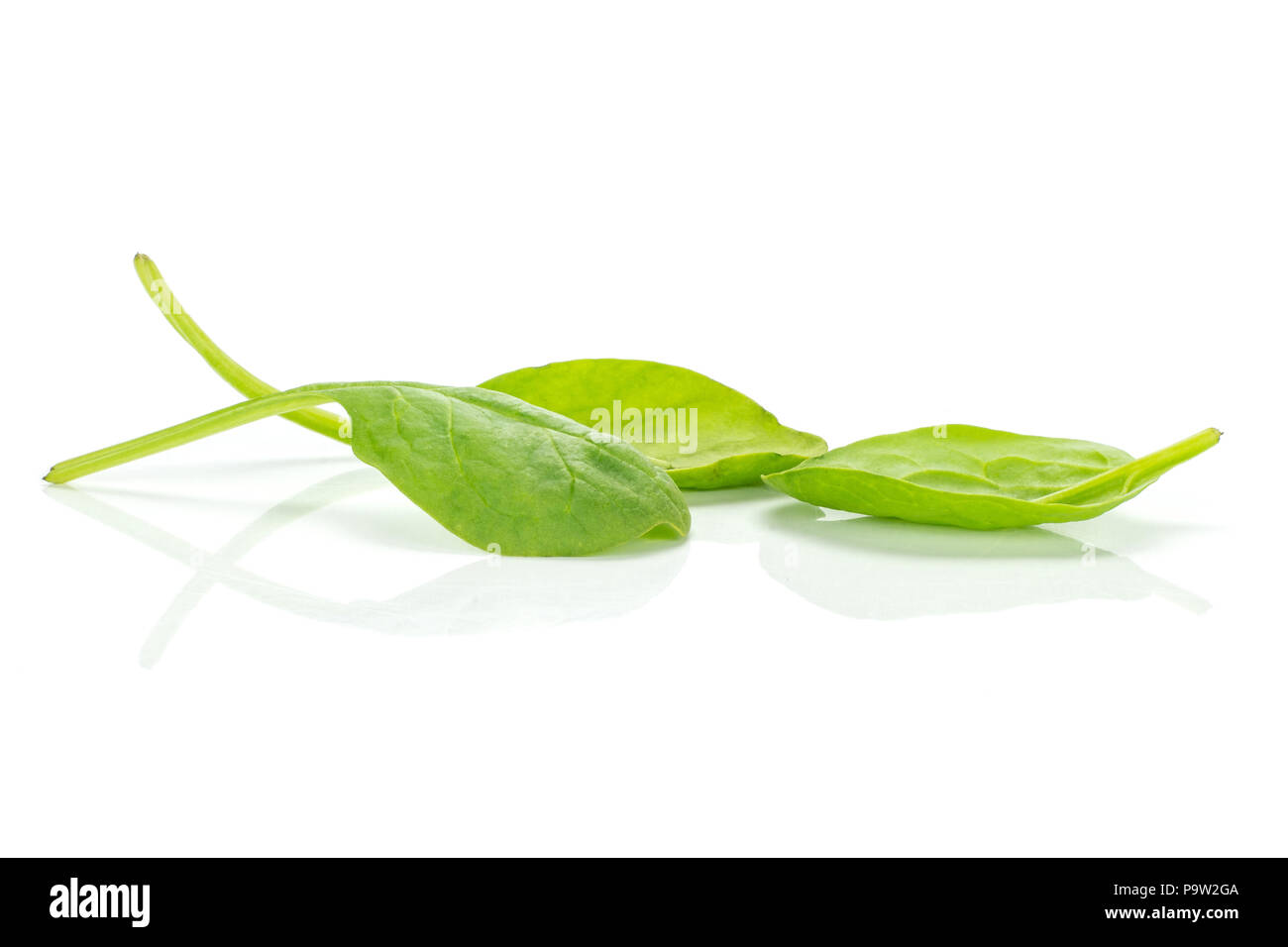 Fresh baby spinach isolated on white background group of three green single leaves Stock Photo